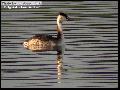 뿔논병아리 Great Crested Grebe